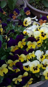 2016042312110000.jpg
