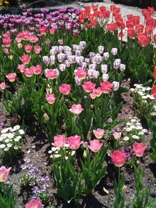 IMG_20170505_105319.jpg