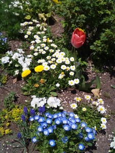 IMG_20170505_105359.jpg