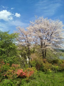 IMG_20170505_113337.jpg