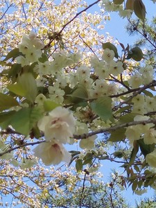 IMG_20170505_121516.jpg