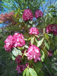 IMG_20170505_121809.jpg