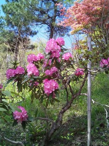 IMG_20170505_121822.jpg
