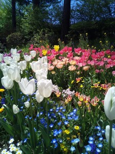 IMG_20170505_122131.jpg